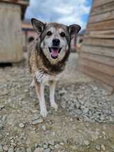 HEIDI, Hund, Mischlingshund in Rumänien - Bild 1