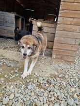 HEIDI, Hund, Mischlingshund in Rumänien - Bild 4