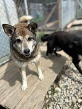 HEIDI, Hund, Mischlingshund in Rumänien - Bild 9