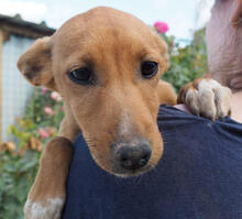 NATA, Hund, Mischlingshund in Portugal - Bild 3