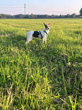 KARMA, Hund, Mischlingshund in Obertshausen - Bild 4