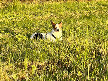 KARMA, Hund, Mischlingshund in Obertshausen - Bild 5