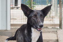 SURI, Hund, Mischlingshund in Portugal - Bild 1