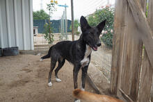 SURI, Hund, Mischlingshund in Portugal - Bild 2