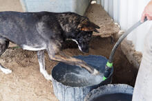 SURI, Hund, Mischlingshund in Portugal - Bild 4