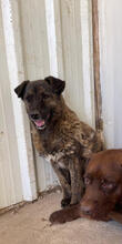 BAGUETTE, Hund, Mischlingshund in Portugal - Bild 2