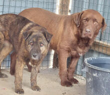 BAGUETTE, Hund, Mischlingshund in Portugal - Bild 4