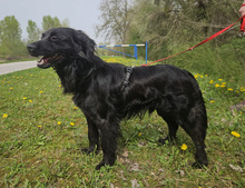 NAVIK, Hund, Mischlingshund in Kroatien - Bild 6