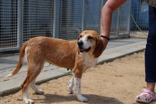 DENERIS, Hund, Segugio Italiano-Mix in Italien - Bild 11