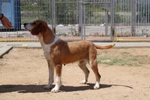 DENERIS, Hund, Segugio Italiano-Mix in Italien - Bild 12