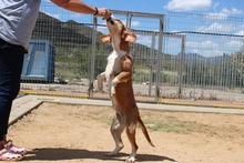 DENERIS, Hund, Segugio Italiano-Mix in Italien - Bild 14
