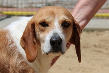 DENERIS, Hund, Segugio Italiano-Mix in Italien - Bild 16