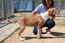 DENERIS, Hund, Segugio Italiano-Mix in Italien - Bild 18