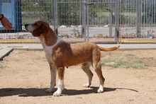 DENERIS, Hund, Segugio Italiano-Mix in Italien - Bild 3