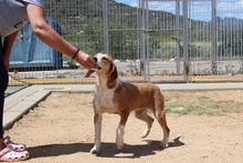 DENERIS, Hund, Segugio Italiano-Mix in Italien - Bild 4