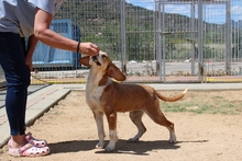 DENERIS, Hund, Segugio Italiano-Mix in Italien - Bild 6