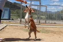 DENERIS, Hund, Segugio Italiano-Mix in Italien - Bild 8