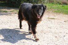 MANIA, Hund, Mischlingshund in Griechenland - Bild 10