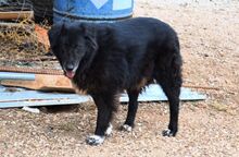 MANIA, Hund, Mischlingshund in Griechenland - Bild 11