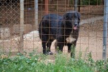 MANIA, Hund, Mischlingshund in Griechenland - Bild 12