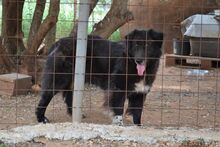 MANIA, Hund, Mischlingshund in Griechenland - Bild 13