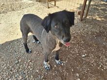 MANIA, Hund, Mischlingshund in Griechenland - Bild 15