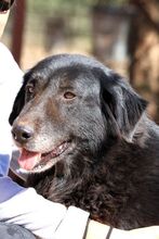MANIA, Hund, Mischlingshund in Griechenland - Bild 9