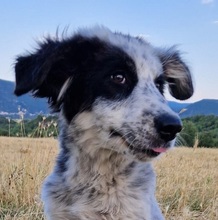 SILVANA, Hund, Mischlingshund in Griechenland - Bild 1