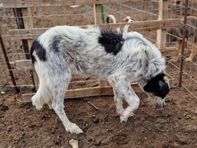 SILVANA, Hund, Mischlingshund in Griechenland - Bild 2