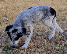 SILVANA, Hund, Mischlingshund in Griechenland - Bild 4