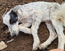 SILVANA, Hund, Mischlingshund in Griechenland - Bild 8