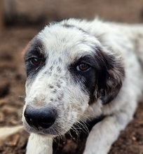 SILVANA, Hund, Mischlingshund in Griechenland - Bild 9