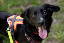 LUNA, Hund, Mischlingshund in Augsburg - Bild 1