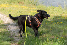 LUNA, Hund, Mischlingshund in Augsburg - Bild 12