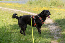 LUNA, Hund, Mischlingshund in Augsburg - Bild 13