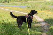 LUNA, Hund, Mischlingshund in Augsburg - Bild 14