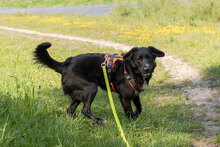 LUNA, Hund, Mischlingshund in Augsburg - Bild 15