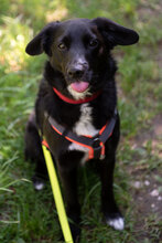 LUNA, Hund, Mischlingshund in Augsburg - Bild 2