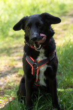 LUNA, Hund, Mischlingshund in Augsburg - Bild 4