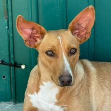 JULIETA, Hund, Podenco in Spanien - Bild 1