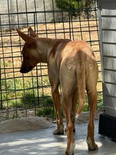 JULIETA, Hund, Podenco in Spanien - Bild 10