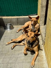 JULIETA, Hund, Podenco in Spanien - Bild 11