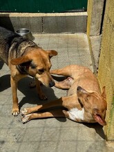 JULIETA, Hund, Podenco in Spanien - Bild 12