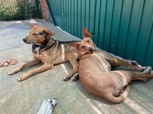 JULIETA, Hund, Podenco in Spanien - Bild 13