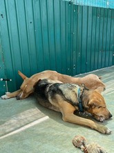 JULIETA, Hund, Podenco in Spanien - Bild 14