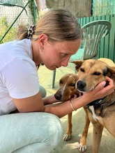 JULIETA, Hund, Podenco in Spanien - Bild 15