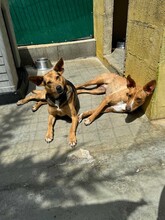 JULIETA, Hund, Podenco in Spanien - Bild 16