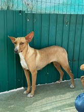 JULIETA, Hund, Podenco in Spanien - Bild 3