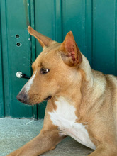 JULIETA, Hund, Podenco in Spanien - Bild 6