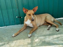 JULIETA, Hund, Podenco in Spanien - Bild 7